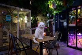 Menjelajahi Sisi Gemas Seoul: Dari Cat Cafe Hingga Abandoned Cat Cafe